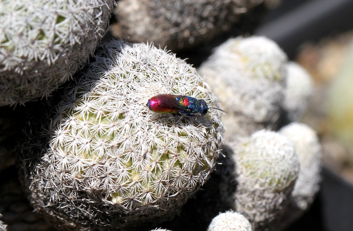 Chrysididae da identificare: Chrysis scutellaris